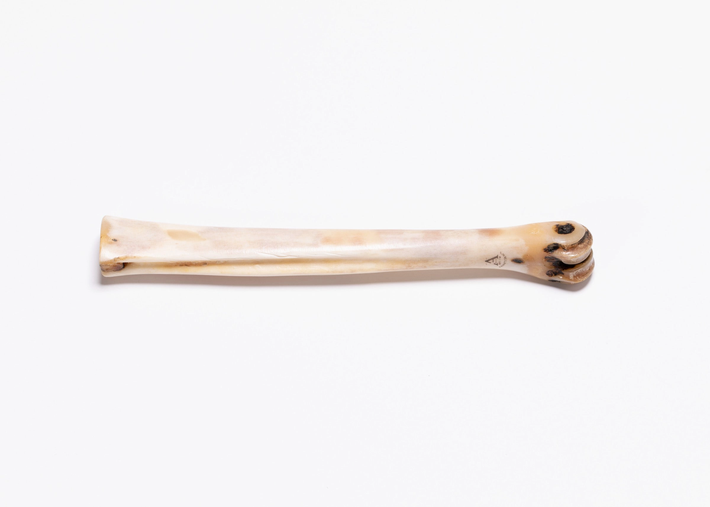 Deer Polishing Bone