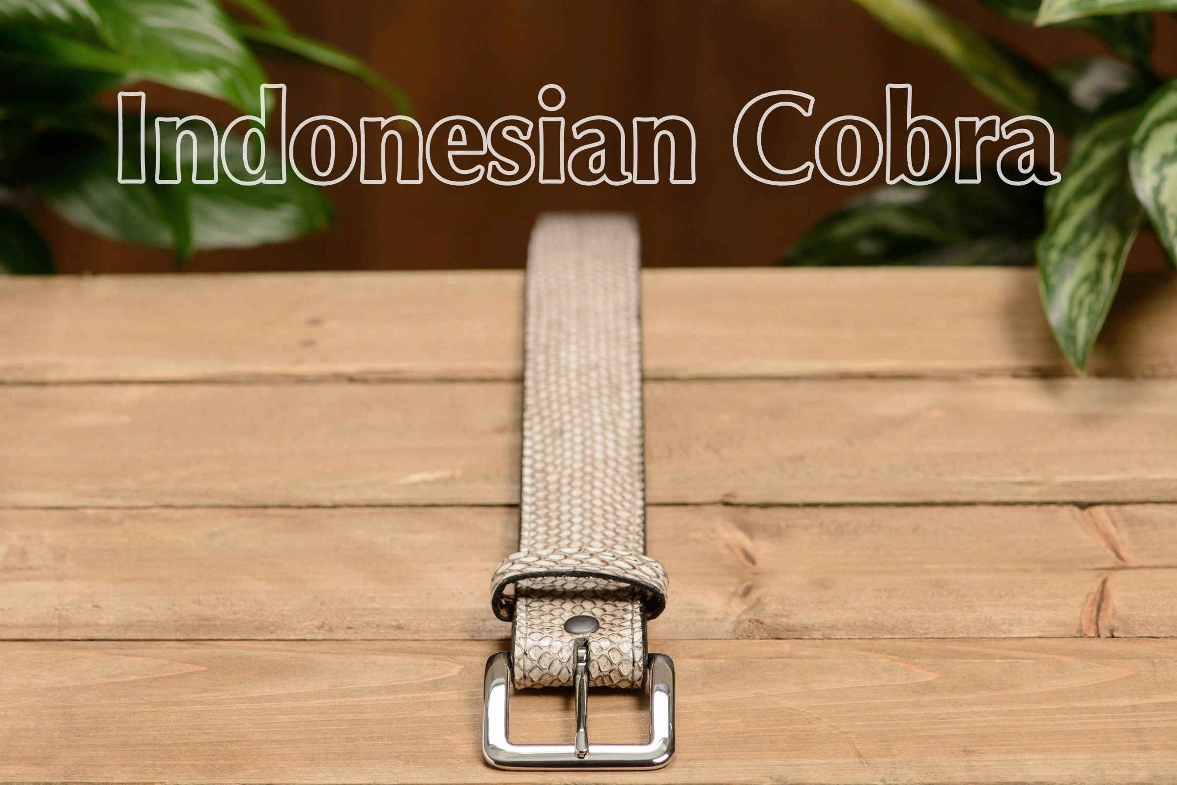 Indonesian Spitting Cobra Money Belt With 25" Zipper 1.50" Wide